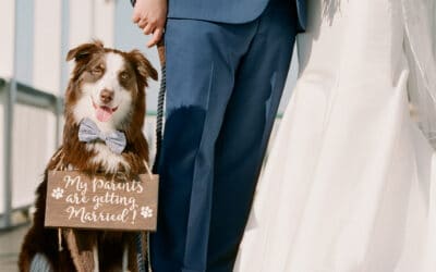 Wedding dog